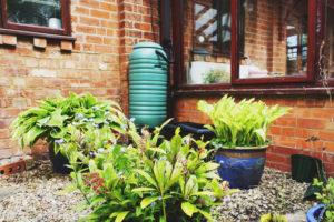 Plants at the home's backyard area